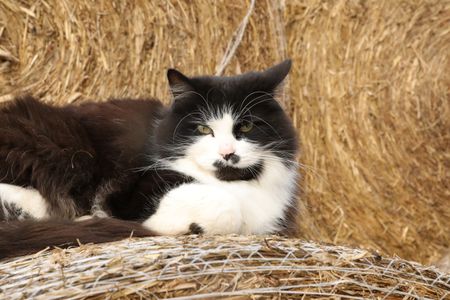 Mr. Hyde, the Pol family's barn cat, laying on a hay bale at the Pol family's farm. (National Geographic)