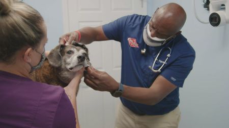 Dr. Ferguson tries to get to the bottom of Zeke the dog's facial drooping. (National Geographic for Disney)