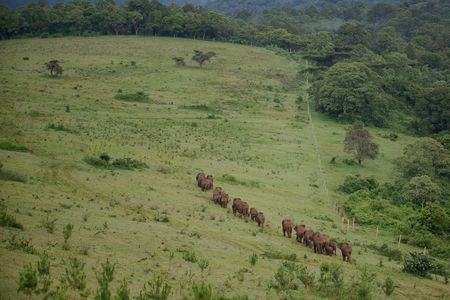 Elephants roam through Mount Elgon National Park, Kenya. (National Geographic for Disney/Andreas Knausenberger)