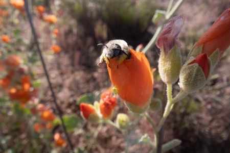 A globe mallow bee emerges from a globemallow flower in the morning. (National Geographic/Jeff Reed)