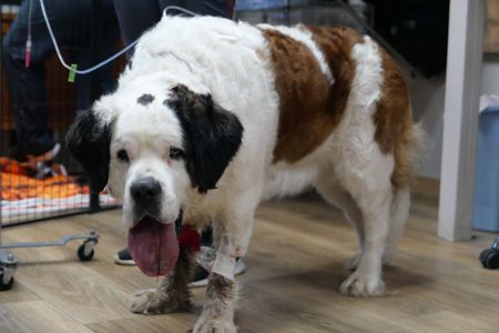 Nellie the St. Bernard needs to be treated for a badly infected, swollen tongue. (National Geographic)