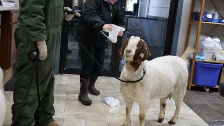 Evan Urweiler holds Jane the goat on a leash while Aurora Urweiler uses paper towels to clean up some of the mess Jane made on the clinic floor. (National Geographic)