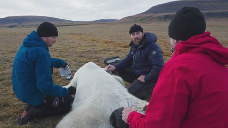 Rolf-Arne Ølberg, Aldo Kane and Jon Aars take measurements of a sedated polar bear's weight, dental and general body condition. (National Geographic)