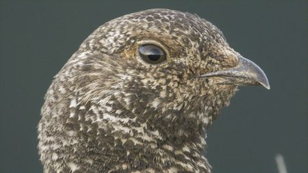 A Sooty grouse looks out in Olympic National Park. (credit: National Geographic/Alex Cooke)