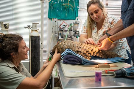 Emma De Jager, Veterinarian Debbie English and Giles Clark fit an adult pangolin for a radio telemetry tag. (National Geographic/Cherique Pohl)