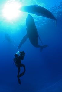 Humpback whales swim underwater next to a crew diver with camera. (National Geographic/James Loudon)