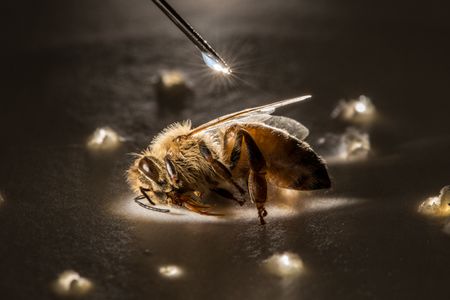 A syringe places a minute droplet of phenothrin on a honeybee—sedated in a paper cup—to test the effects of the potent insecticide in this experiment by Louisiana State University and the U.S. Department of Agriculture.  (credit: Anand Varma)