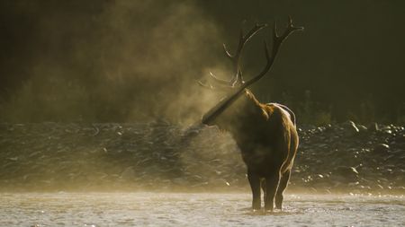 Mist rises around a lone Roosevelt elk bull as he crosses the Hoh River.(credit: National Geographic/Alex Cooke)