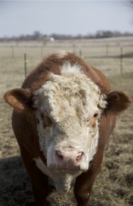 A bull looks at the camera. (Big Wave Productions)