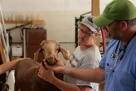 Evan Urwiler helps hold a goat still while Dr. Ben Schroeder checks to see if it's healthy. (National Geographic)