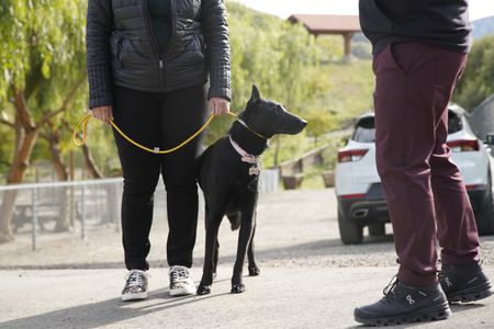 Shadow on a leash arriving to the Dog Psychology Center. (National Geographic)