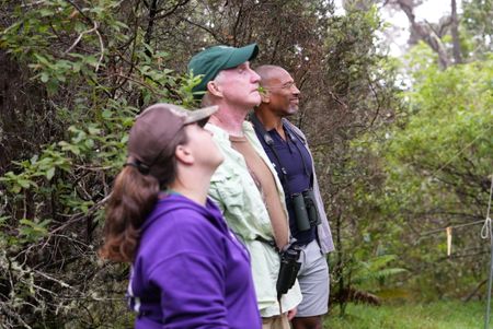 Researcher Caroline Thow, biologist Steve Kendall and Christian Cooper observe a mist net at Hakalau Forest National Wildlife Refuge. (National Geographic for Disney/Troy Christopher)