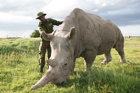 Head care giver Zacharia pets a Rhino. (Big Wave Productions)