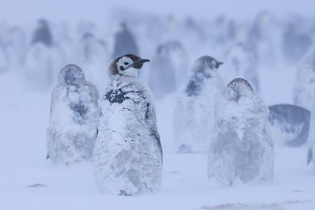 A small group of Emperor penguin chicks stand covered in snow and ice during a blizzard.  (credit: National Geographic/Bertie Gregory)