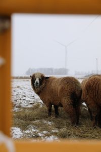 Pregnant merino sheep stand in the snowy Pol family farm animal pasture. (National Geographic)