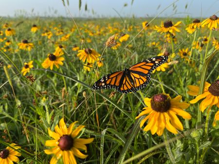 Monarch butterflies on prairie flowers. (National Geographic for Disney/James Hanson)
