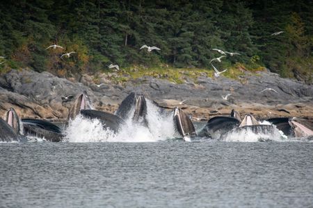 Humpback whales lunge from the water, feeding on herring. (National Geographic for Disney/Katie Vickers)