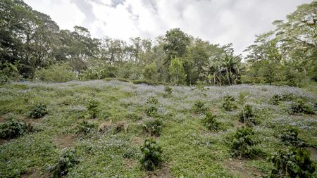 Fields of crops are seen near Chef Rolando Chamorro's restaurant at Hacienda Mamecillo, Boquete, Panama. (National Geographic for Disney/Missy Bania)