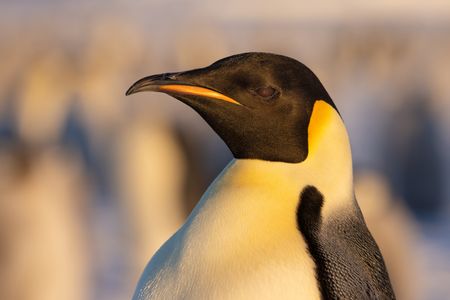 A landscape headshot of an adult Emperor penguin in golden light. (credit: National Geographic/Bertie Gregory)