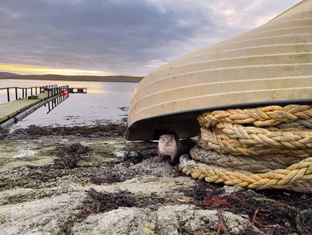 Molly peeking out from under Billy's rowing boat. (National Geographic/Jeff Wilson)