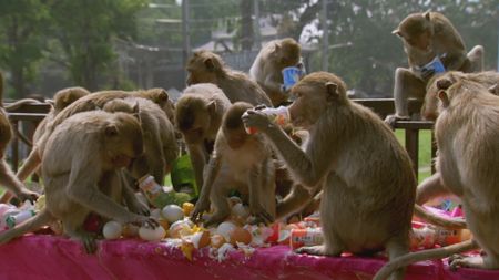 A group of long tailed macaques tuck into the feast laid out for them by the locals in Lopburi, Thailand. (Getty Images)