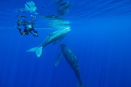 Director of Photography Didier Noirot films an entangled whale as it is lifted to the surface by another whale to help it breathe. (National Geographic for Disney/Kim Jeffries)