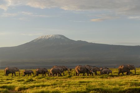 A herd of African elephants  walks across the plains of Africa at sunrise, with Mount Kilimanjaro in the background. (National Geographic for Disney/Oscar Dewhurst)