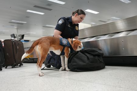 Agriculture Specialist Ortiz's K-9, Snoopee, is alerting to a passenger's luggage next to the baggage claim belt. in Miami, Fla. (National Geographic)