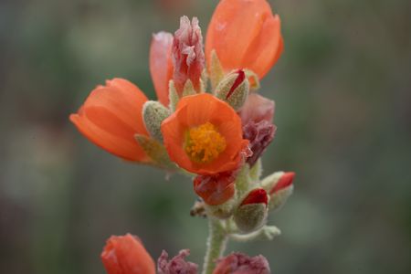 Vibrant orange globemallow flowers blossom in springtime in Zion National Park.  (National Geographic/Jeff Reed)