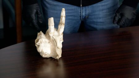 Fossilized gazelle skulls are sitting on an inspection table after they were discovered in a shipment.(National Geographic)