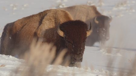 Two Bison walking through a few feet of snow at dawn.  (National Geographic)