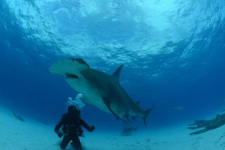 A Hammerhead shark swims next to a diver. (National Geographic)