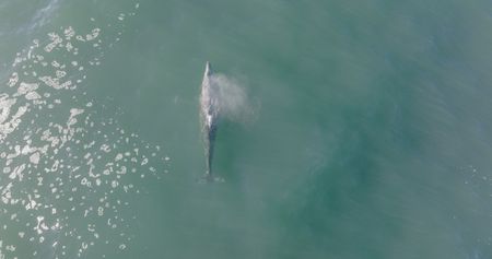 A Grey whale comes up for air as it travels along the Pacific Coast on its annual migration. (credit: National Geographic/Alex Cooke)