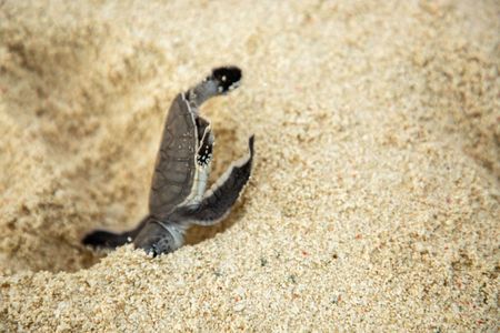 A green turtle hatchling falls in the sand. (National Geographic for Disney/Emily Goldblatt)