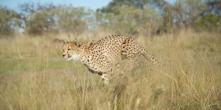 A cheetah running through tall grass. (Big Wave Productions)