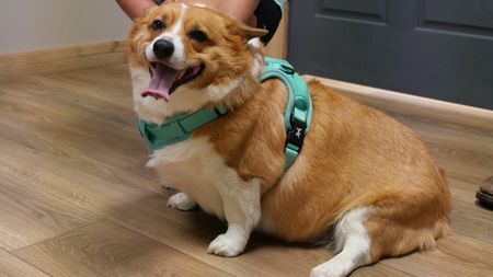 Abby, the Corgi who is overweight, patiently waits before her check up appointment. (National Geographic)