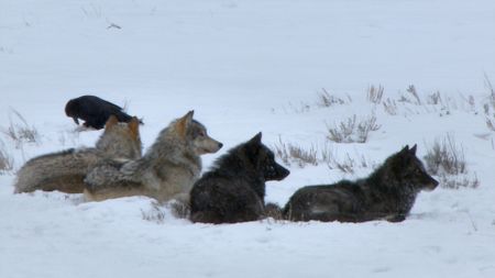 A pack of wolves laying in a snowy Yellowstone National Park. (Landis Wildlife Films/Bob Landis)