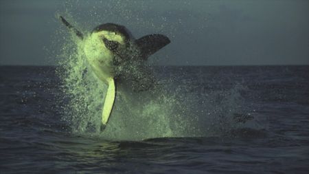 A massive Great White shark launches itself from below the surface with speed and agility to capture its prey. (National Geographic)
