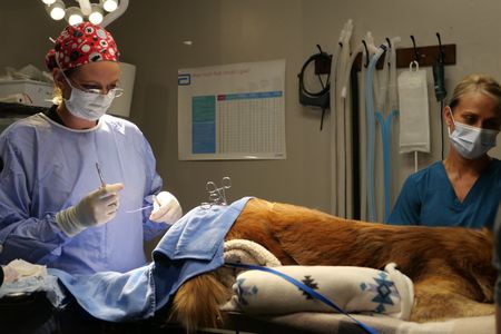 Dr. Erin Schroeder and Val Sovereign perform a vulvoplasty on Diamond the dog. (National Geographic)