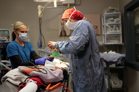 After a successful surgery, Vet tech Val Sovereign assists Dr. Erin Schroeder bandage Lilly the beagle's leg. (National Geographic)