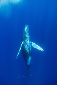 A humpback whale spins on its ascent to the surface. (National Geographic for Disney/Kim Jeffries)