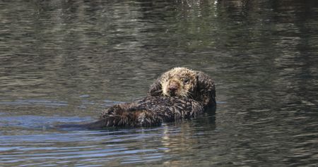 A sea otter floats in the tidal waters. (credit: National Geographic/Jesse Wippert)