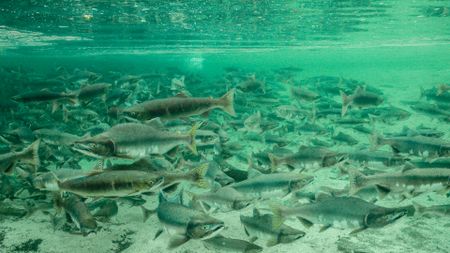 A large school of migrating salmon. (credit: National Geographic/Dawson Dunning)