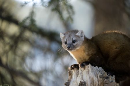 A pine marten perched on a branch.(National Geographic/Thomas Winston)