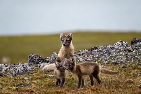 An Arctic fox adult sits down as two cubs play in the foreground. (National Geographic for Disney/Mikael Härd)