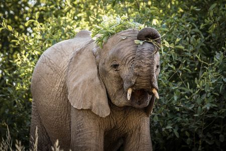 An elephant within deep shrubs eats a branch and leaves. (National Geographic for Disney/Robbie Labanowski)