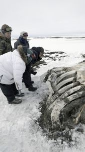 The Pingayak family finds a washed up whale on the frozen beach. (National Geographic/Matt Kynoch)