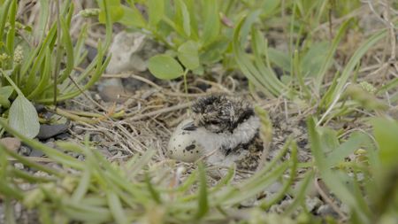 A newly-hatched semipalmated plover chick. (credit: National Geographic/Dawson Dunning)