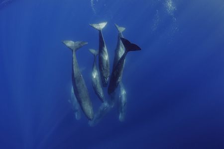 A family unit of Sperm Whales socializing underwater in the waters off of the island of Faial in the Azores.   (Brian Skerry)
