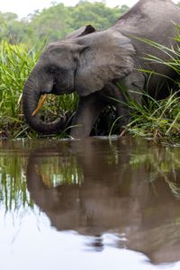 Forest elephants can be seen along the banks of the river in Odzala National Park, Republic of Congo. (National Geographic for Disney/Fleur Bone)